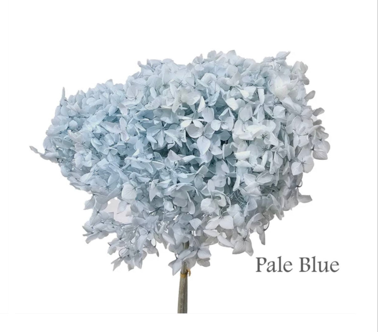 Leila - Preserved Hydrangea Bouquet